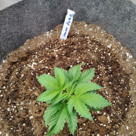 Super Lemon Haze growlog photo: Day 4 Veg
Afternoon pic