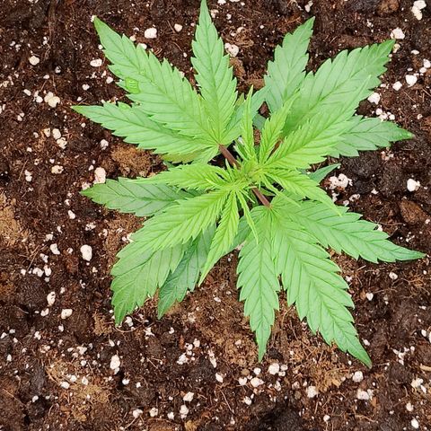 Arjan's Haze #3 growlog photo: Evening ohoto after watering