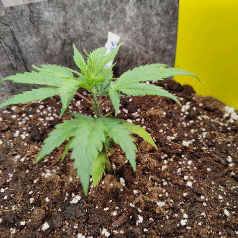 Arjan's Haze #3 growlog photo: Evening ohoto after watering
