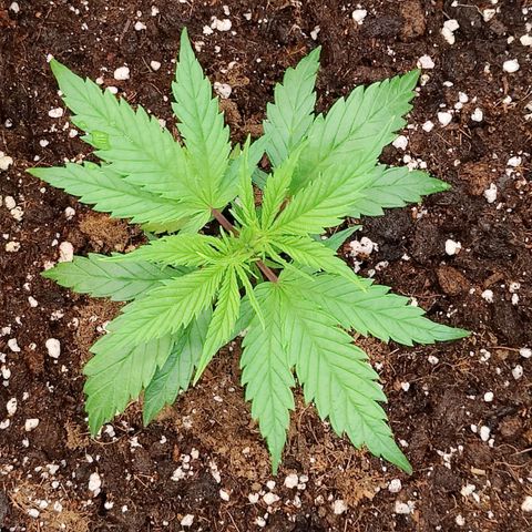 Arjan's Haze #3 growlog photo: Evening ohoto after watering