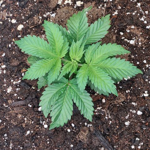 Super Lemon Haze growlog photo: Evening ohoto after watering