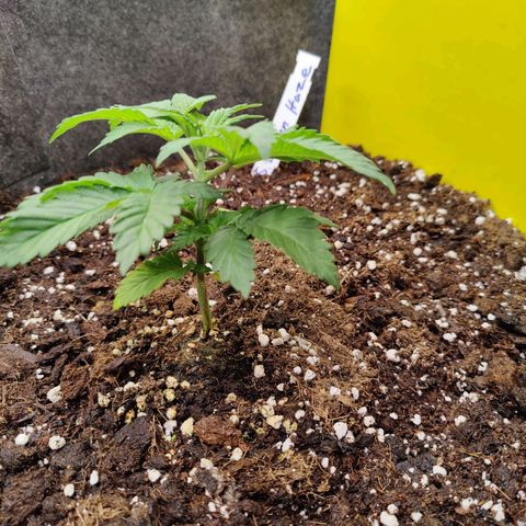 Super Lemon Haze growlog photo: Evening ohoto after watering