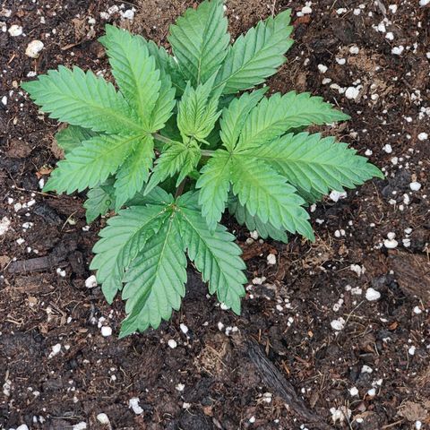 Super Lemon Haze growlog photo: Evening ohoto after watering