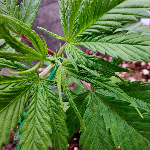 Arjan's Haze #3 growlog photo: Topped & started LST