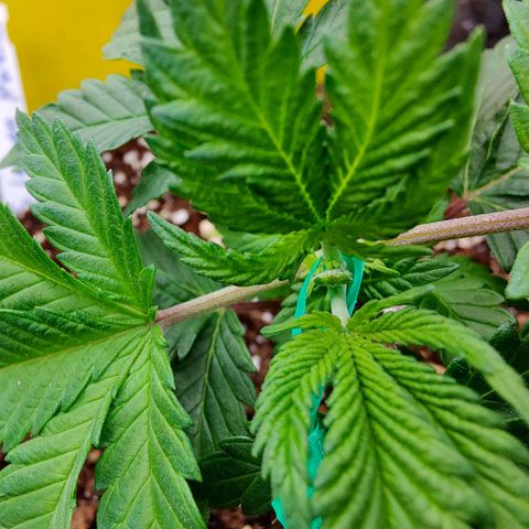 Arjan's Haze #3 growlog photo: Topped & started LST