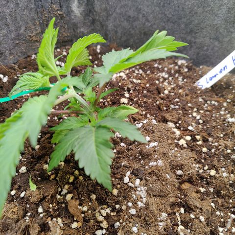 Arjan's Haze #3 growlog photo: Topped & started LST