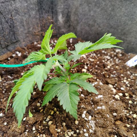 Arjan's Haze #3 growlog photo: Topped & started LST