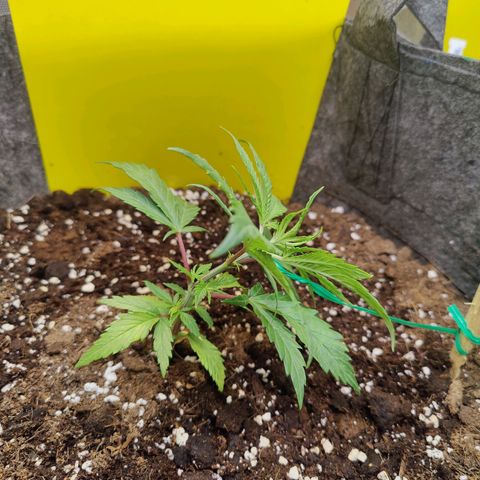 Arjan's Haze #3 growlog photo: Topped & started LST
