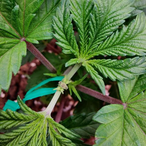 Arjan's Haze #3 growlog photo: Less then 24hrs after yesterday's LST and Topping. Grew already upwards and the new 2 nodes are already visible in pics