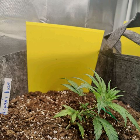 Arjan's Haze #3 growlog photo: Less then 24hrs after yesterday's LST and Topping. Grew already upwards and the new 2 nodes are already visible in pics