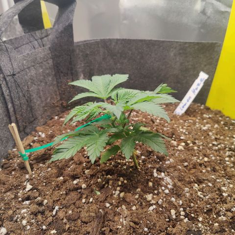 Arjan's Haze #3 growlog photo: Less then 24hrs after yesterday's LST and Topping. Grew already upwards and the new 2 nodes are already visible in pics