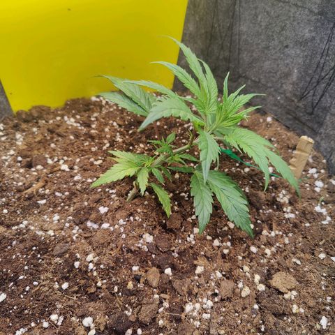 Arjan's Haze #3 growlog photo: Less then 24hrs after yesterday's LST and Topping. Grew already upwards and the new 2 nodes are already visible in pics