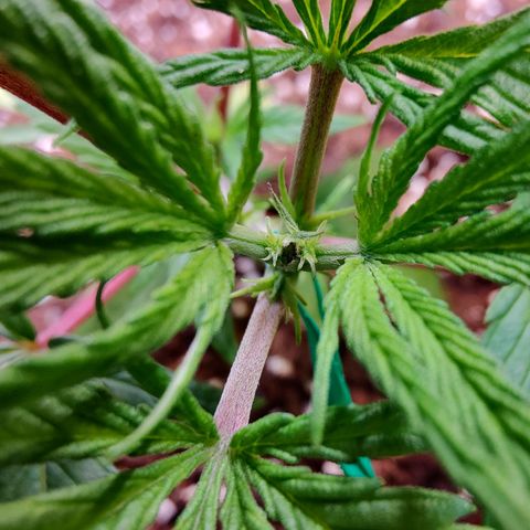 Arjan's Haze #3 growlog photo: Less then 24hrs after yesterday's LST and Topping. Grew already upwards and the new 2 nodes are already visible in pics