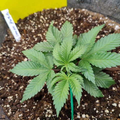 Arjan's Haze #3 growlog photo: Some more LST.. Everyday it grows back up.
Bended once again down 