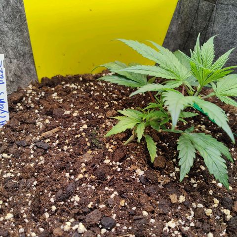 Arjan's Haze #3 growlog photo: Some more LST.. Everyday it grows back up.
Bended once again down 