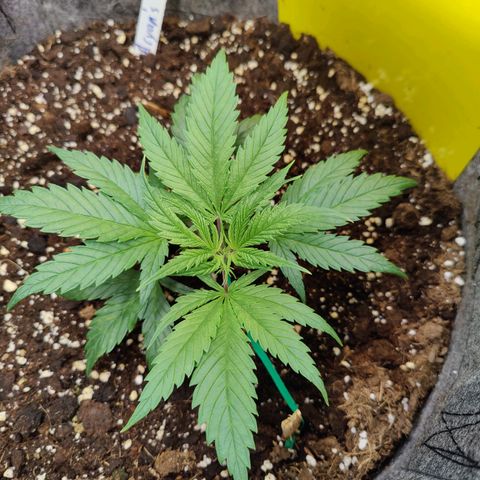 Arjan's Haze #3 growlog photo: Some more LST.. Everyday it grows back up.
Bended once again down 