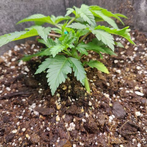 Arjan's Haze #3 growlog photo: Beatiful growth, new nodes are clearly visible now after topping and the bottom nodes have grew bigger too. 