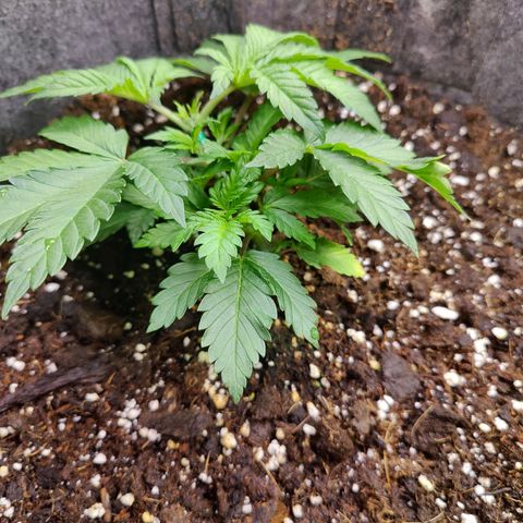 Arjan's Haze #3 growlog photo: Beatiful growth, new nodes are clearly visible now after topping and the bottom nodes have grew bigger too. 