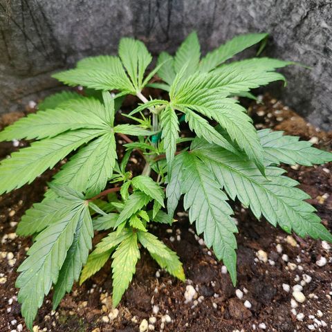 Arjan's Haze #3 growlog photo: Beatiful growth, new nodes are clearly visible now after topping and the bottom nodes have grew bigger too. 