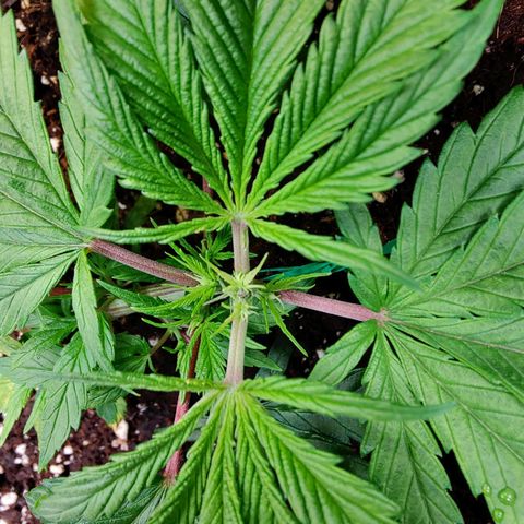 Arjan's Haze #3 growlog photo: Beatiful growth, new nodes are clearly visible now after topping and the bottom nodes have grew bigger too. 