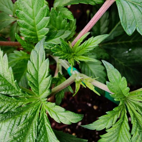 Arjan's Haze #3 growlog photo: Beatiful growth, new nodes are clearly visible now after topping and the bottom nodes have grew bigger too. 