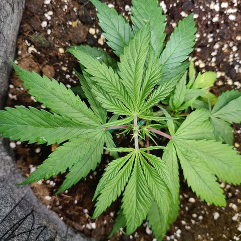 Arjan's Haze #3 growlog photo: Beatiful growth, new nodes are clearly visible now after topping and the bottom nodes have grew bigger too. 
