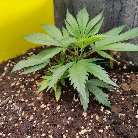 Arjan's Haze #3 growlog photo: Morning photos.. Before and after LST. 