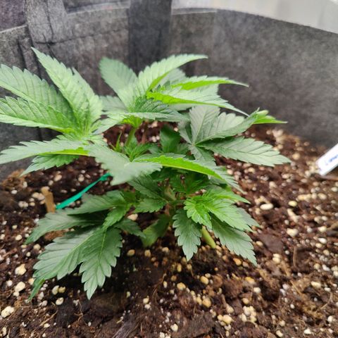 Arjan's Haze #3 growlog photo: Morning photos.. Before and after LST. 