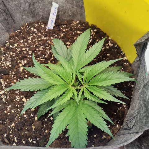 Arjan's Haze #3 growlog photo: Morning photos.. Before and after LST. 