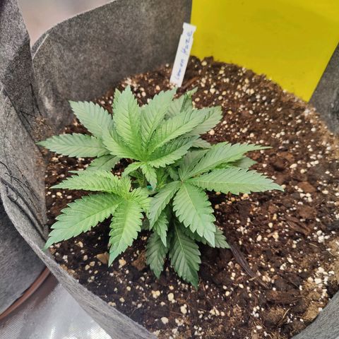 Arjan's Haze #3 growlog photo: Morning photos.. Before and after LST. 