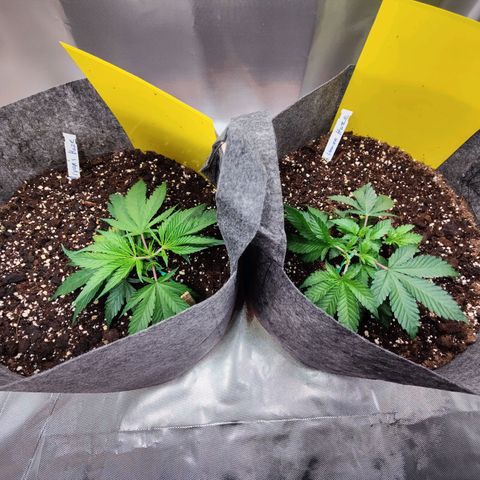Arjan's Haze #3 growlog photo: Morning photos.. Before and after LST. 
