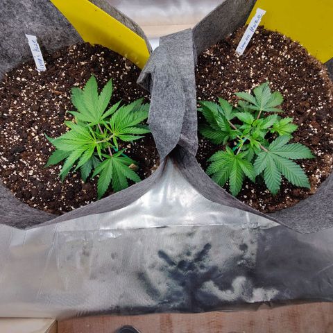 Arjan's Haze #3 growlog photo: Morning photos.. Before and after LST. 