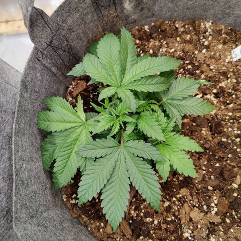Arjan's Haze #3 growlog photo: Afyernoon photo Day 10 Veg