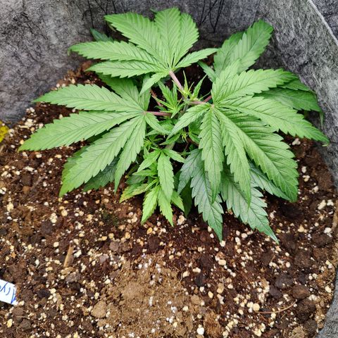Arjan's Haze #3 growlog photo: Afyernoon photo Day 10 Veg