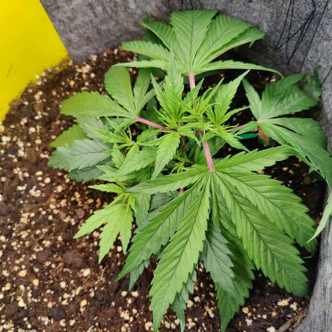 Arjan's Haze #3 growlog photo: Morning photo 😜