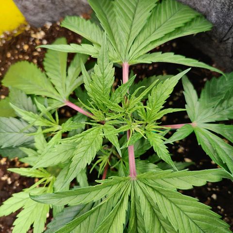 Arjan's Haze #3 growlog photo: Morning photo 😜