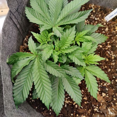 Super Lemon Haze growlog photo: Morning photo 📸 