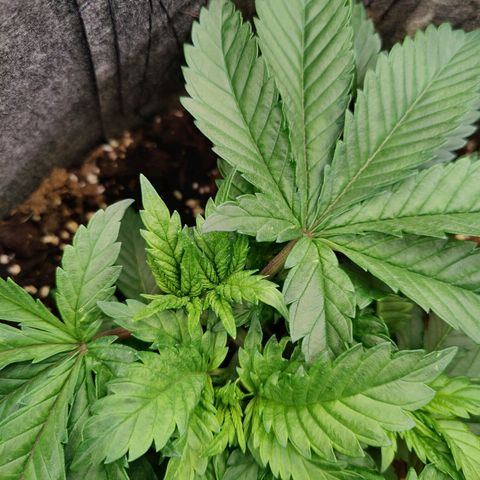 Super Lemon Haze growlog photo: Morning photo 📸 