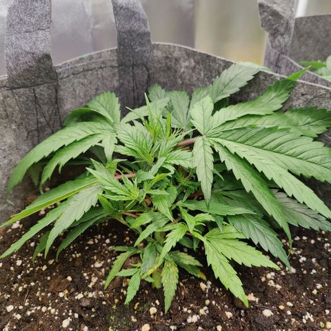 Arjan's Haze #3 growlog photo: Afternoon. Taken aftwr watering.
