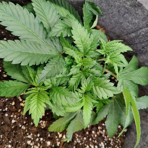 Super Lemon Haze growlog photo: Afternoon. Taken after watering. 