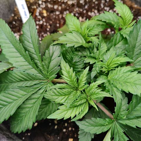 Super Lemon Haze growlog photo: Afternoon. Taken after watering. 