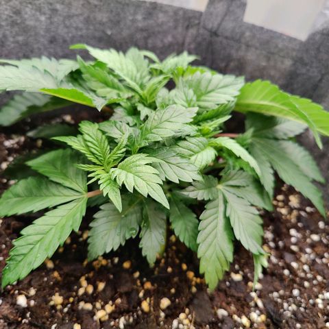 Super Lemon Haze growlog photo: Afternoon. Taken after watering. 