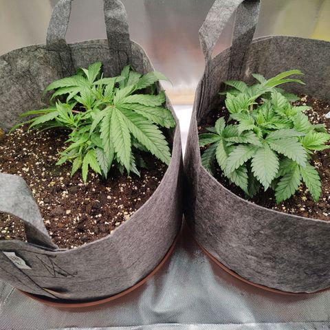 Arjan's Haze #3 growlog photo: Photos taken after applying wire to big fans...
Now all the nodes can be seen. 
