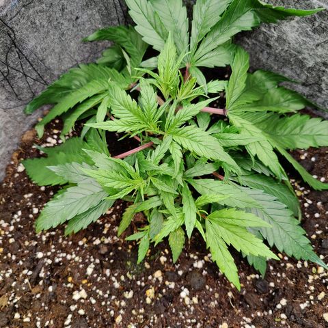 Arjan's Haze #3 growlog photo: Photos taken after applying wire to big fans...
Now all the nodes can be seen. 