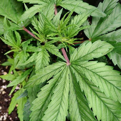 Arjan's Haze #3 growlog photo: Afternoon. Taken aftwr watering.
