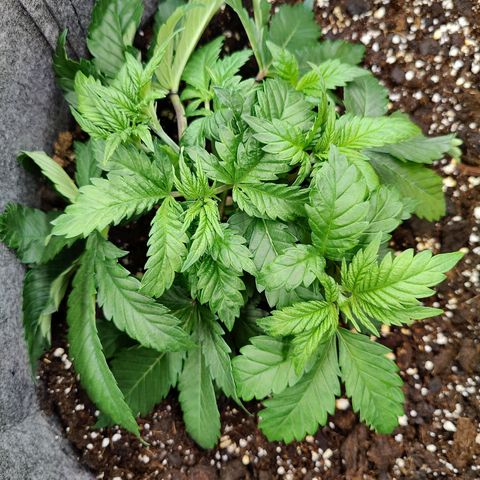 Arjan's Haze #3 growlog photo: Photos taken after applying wire to big fans...
Now all the nodes can be seen. 