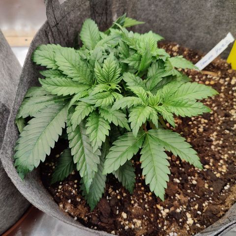 Arjan's Haze #3 growlog photo: Day 14 - end of week two vegging