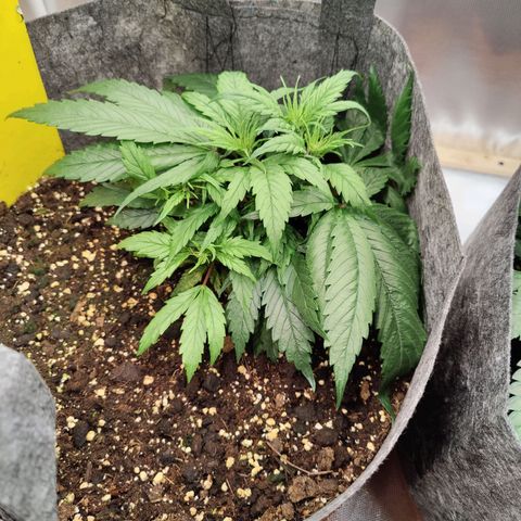Arjan's Haze #3 growlog photo: Day 14 - end of week two vegging