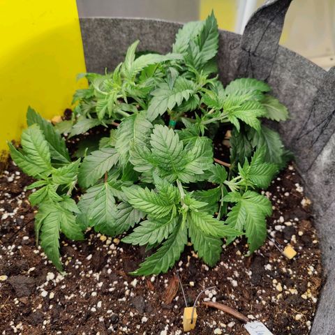 Super Lemon Haze growlog photo: After water and LST. 