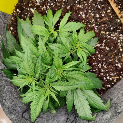 Arjan's Haze #3 growlog photo: After watering and LST. 